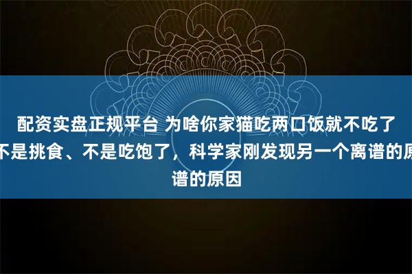 配资实盘正规平台 为啥你家猫吃两口饭就不吃了？不是挑食、不是吃饱了，科学家刚发现另一个离谱的原因